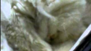 Current 93 - As Real as Rainbows