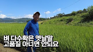 평생 벼농사 지은 농부가 말하는 도복 줄이고 쌀품질 올리는 법