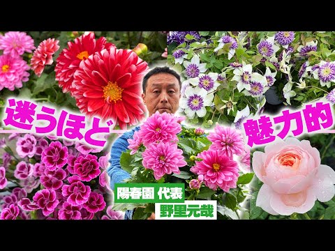 カルトゥジオのカーネーション 植物