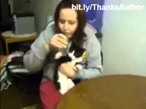 Funny cats in water by:Ian Bernard G. Aliviado