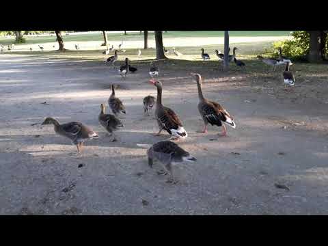 Gänse im Englischen Garten 2019 2