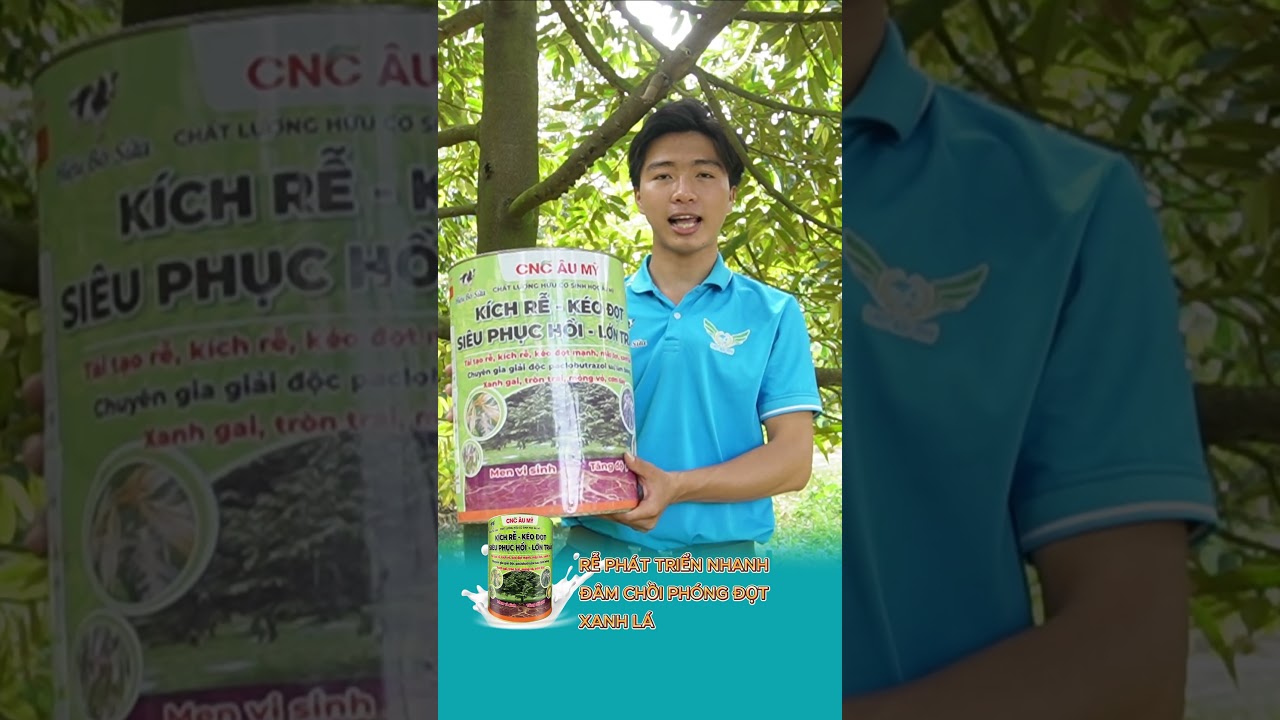 Phục hồi vườn sầu riêng với sữa lên men 