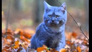 Old Traditional Mrmolyaks', 80's Remix