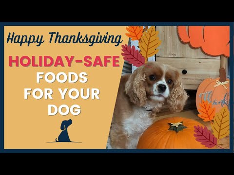Safe Foods For Dogs at Thanksgiving