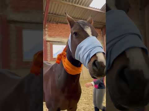 Pferdehofliebe - Bandagieren mal anders 😂 #pferdehofliebe #pferde #horse