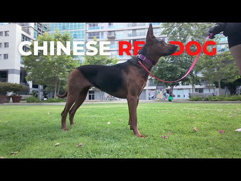 WOW! Meet the RAREST Chinese Red Dog Breed!