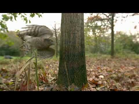 How sparrowhawks catch garden birds - Life in the Air: Episode 2 Preview.