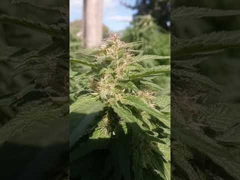 its croptober baby!!! Look at the pretty flowers! 🔥🔥🔥🌴