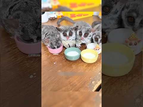 গাছের ফাটলের মধ্যে থেকে পাওয়া গেলো বুশবেবির বাচ্চা 🐒💛