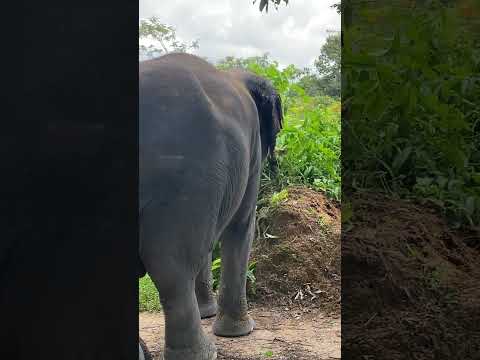 The Secret Life of Asian Elephants | Why These Gentle Giants Are the Heart of Our Ecosystem