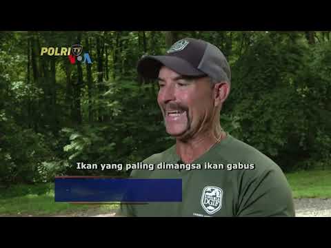 VOA - PRO DAN KONTRA INVASI IKAN GABUS ASAL ASIA