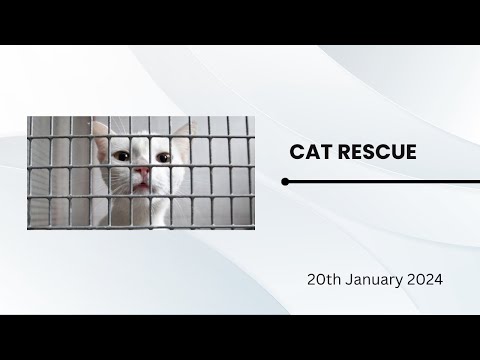 Cat rescue in previous night. موسم بہت سرد  ہے براہ مہربانی ان معصوم کا خیال کیجئے