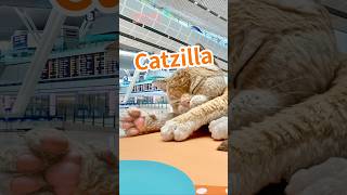 【香港】✈️Terminal 2へ移ってきた巨大猫と遊んでみた🐈
