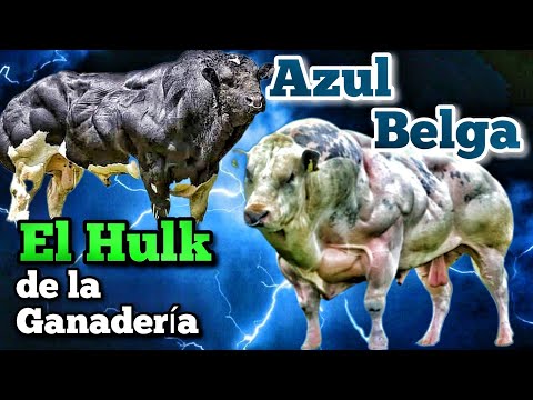 , title : 'Azul Belga el Increíble Hulk de la Ganadería.'