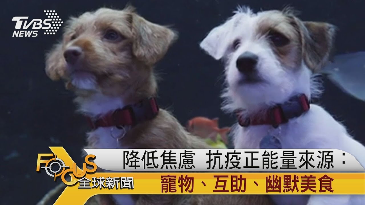 降低焦慮 抗疫正能量來源:寵物.互助.幽默美食