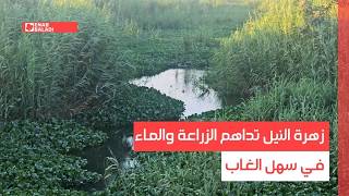 زهرة النيل تداهم الزراعة والماء في سهل الغاب