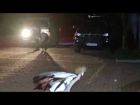 Signs of Change Crested crane bows down for President Kyagulanyi.