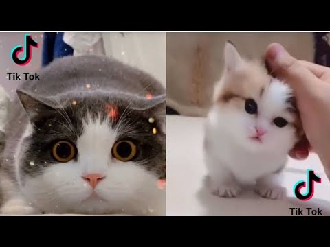 Cute and Funny Cat Videos Compilation