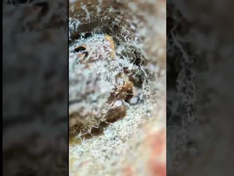 Always wash fruits before consuming