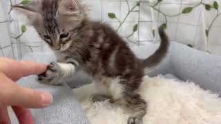 メインクーンの動画01