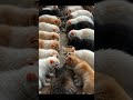 Allahumma Salli Ala The Power Of Sending Blessings Hashtag Cat Islamicvideo Allahummasalliala