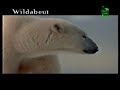 Even More Animal Planet Commercials From 2000