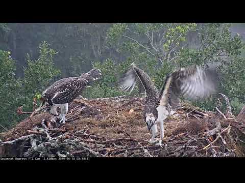 Rainy Day Workout For Youngest Savannah Osprey Chick – June 18, 2019