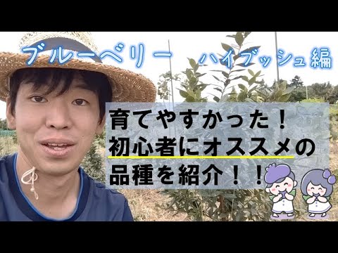 園芸 アメリカンブルーベリー、ハイブッシュコーンフラワー、コリンベル、ジャイアントブルーベリー