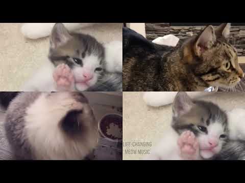 Every Breath You Take but Cats Sung It (Cats Version Cover)