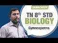 Gymnosperms TN 8th Std Biology 8th Std Science
