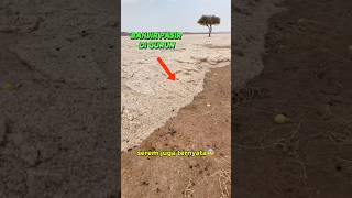 Download lagu RARE PHENOMENON IN THE DESERT THERE IS A LARGE SAND FLOOD #shorts mp3 Download lagu RARE PHENOMENON IN THE DESERT THERE IS A LARGE SAND FLOOD #shorts mp3