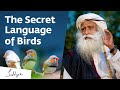 The Secret Language of Birds – Sadhguru Exclusive Preview