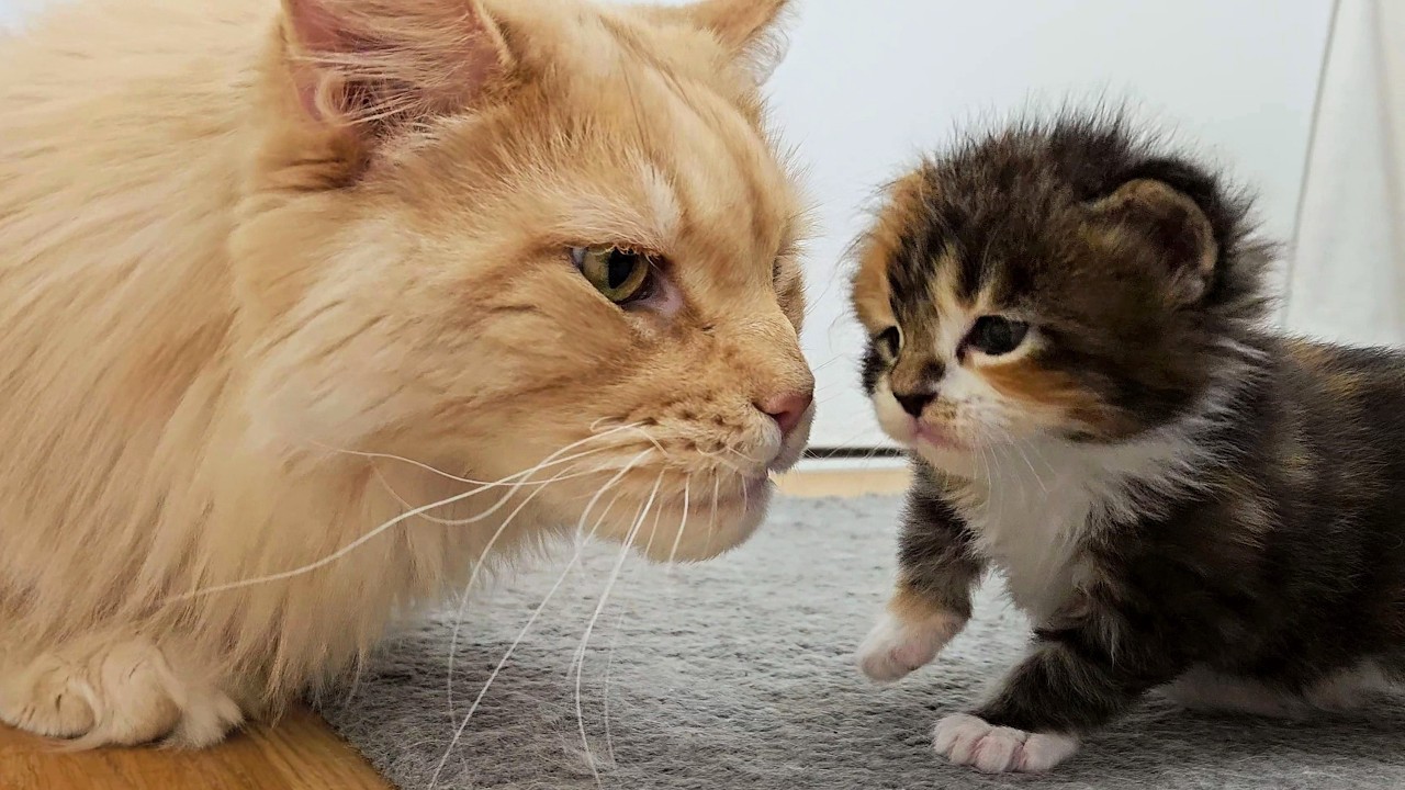 Kittens Meet Uncle Buster For the First Time!