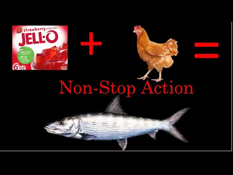 How to use strawberry jello chicken for bait. 1st time ever in Hawaii W/ non stop Oi’o action.