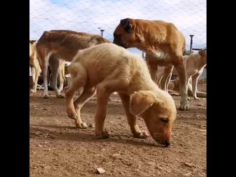 Help us care for 900 street rescues at our refuge
