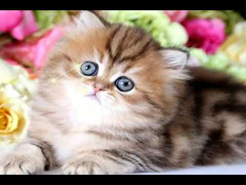 C H A R M I N G  -   C A T S  -   2  -   !