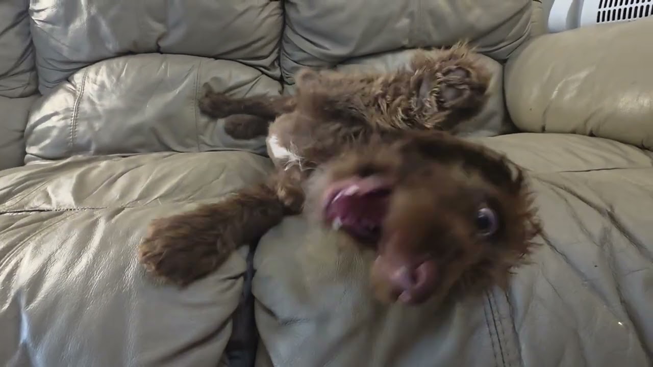 Cooper, an adopted mixed breed in Raleigh, NC video 6/6