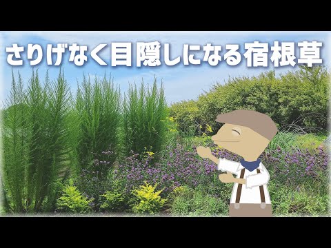 フェザーパッド 植物