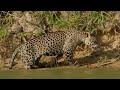 Roy Montgomery -  Jaguar unseen - musicoflovestory - Glazanka Roy Montgomery -  Jaguar unseen - musicoflovestory