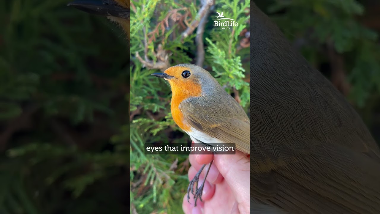 Robins in Malta