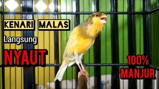 Download lagu kenari gacor CUIT CUIT NGEROL PANJANG ini ampuh buat PANCINGAN KENARI PAUD BELAJAR BUNYI mp3