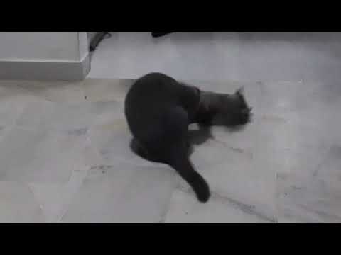 epic cat fight!