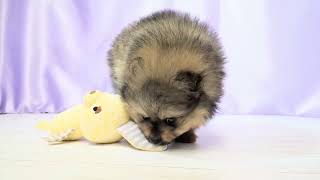ポメラニアンの動画01