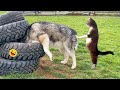 Funny Dogs And Cats Videos 2023 Best Funniest Animal Videos Of The Week 2