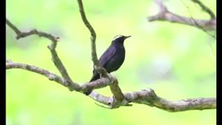 Download lagu pancingan anis siberia gacor, Suara burung anis siberia mp3