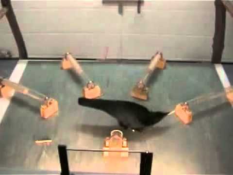 Intelligente Krähe benutzt 3 Werkzeuge in richtiger Reihenfolge