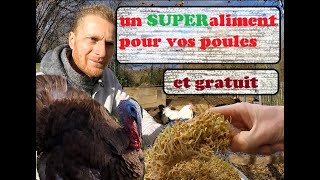 Le blé germé pour les poules: le top