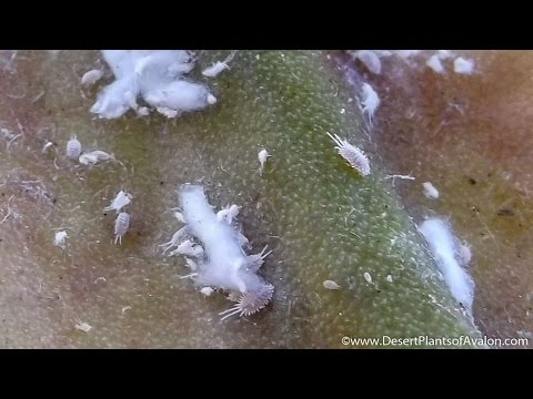 Libreng treat kuko halamang-singaw Peroxide mula sa kuko halamang-singaw sa Neumyvakin