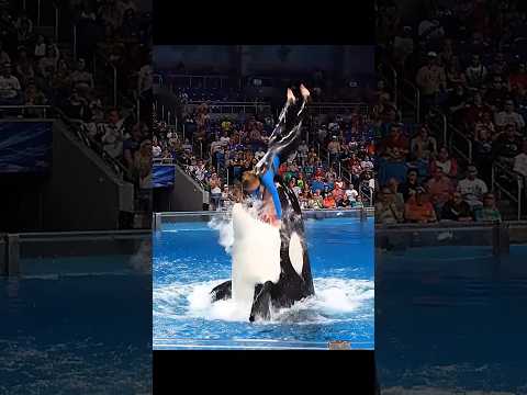 Jessica Radcliffe somersaults over an orca's mouth #orca #orcatrainer #jessicaradcliffe #dolphin