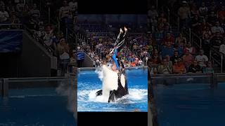Download lagu Jessica Radcliffe somersaults over an orca's mouth #orca #orcatrainer #jessicaradcliffe #dolphin mp3